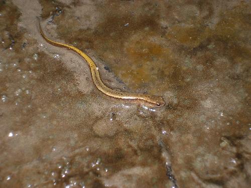 Salamander - This is a picture of an orange salamander in the creek.