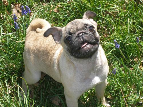 pug puppy - This is Zoey being cute.