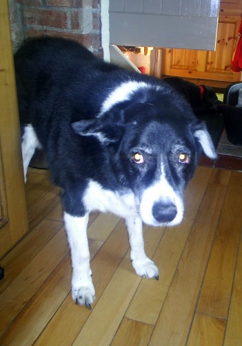 Here is the dog - He isn't wearing the shoes here, but I am sure you can use your imagination!