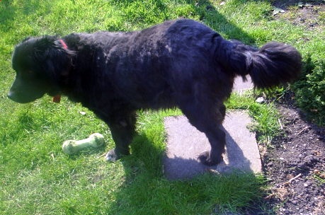 Chubby puppy - My overweight pup.