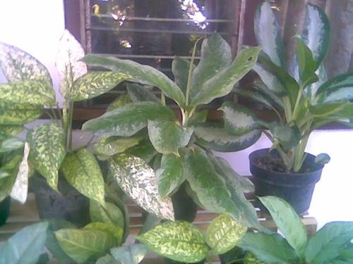 aglonema - I don't know its fullname. It's one of the aglonema family member.