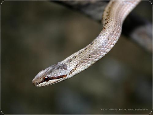 snake - dangerous and good looking