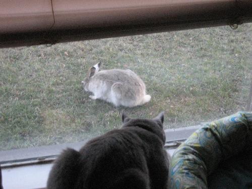 The cat and the rabbit.. - What is this cat thinking about this wild rabbit that wandered into the yard??