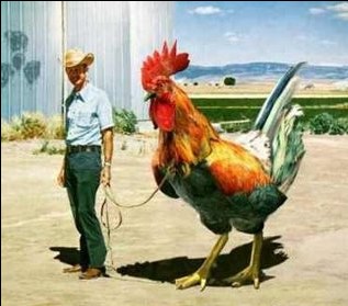 Big Rooster - What you will do if have rooster big like this one? Will you sell it for money?