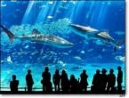 Aquarium - image of large fish swimming in an aquarium with people looking on.