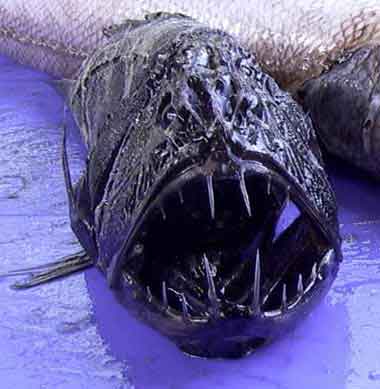 The fangtooth fish - The fang tooth fish