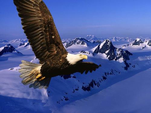 i will fly - i will fly like an eagle