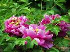 beautiful flowers in my garden - There are many sorts of beautiful flowers in my garden.