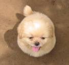 cute fur puppy - the cute fury brown puppy