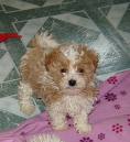 cute puppy on the bed - my cute puppy sleep on the bed