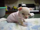 chihuahua baby - a just born chihuahua baby looking at camera