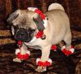 puppy wear flower - the puppy wear the flower lace
