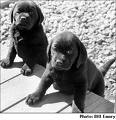 puppy twins - 2 puppy born as twins
