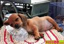 the sleepy pinscher - my sleepy pincher is very tired