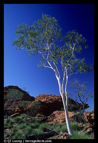 Gum tree - Gum tree in the Northern Territory