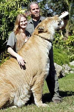 World Largest Tiger - The Photograph having largest Tiger in the Worlg Must seeeeeeeeeeeeeeeeeeeeeeee