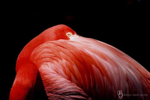 Red Flamingo! - The bloody red Flamingos are natural beauties Red Flamingo! - The bloody red Flamingos are natural beauties