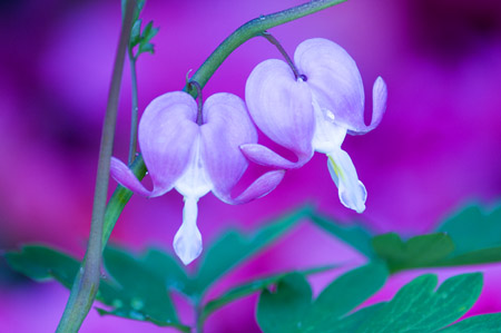 Bleeding heart - A beautiful bleeding heart.