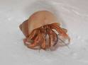 The Proverbial Hermit Crab - I have become the Proverbial Hermit 