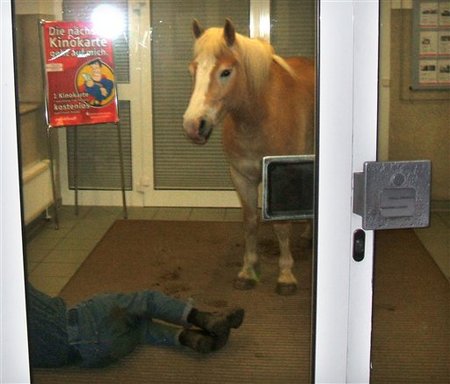 Horse Next to Sleeping Owner in Bank - New Type of Deposit?