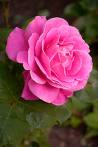 pink rose - pink beauti ful rose