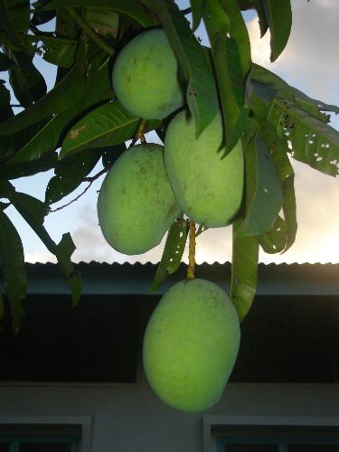 mangos for juice - mangos for making juice