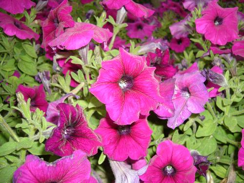 Beautiful flowers1 - Scene from a park in Dubai.