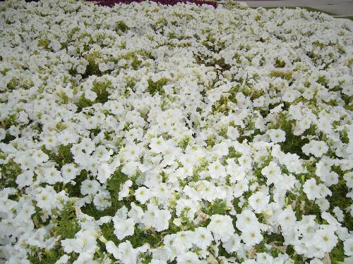 Beautiful white flowers in dubai garden - A scene from park in dubai.
