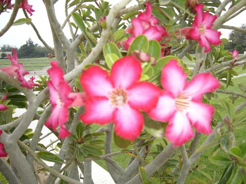 Beautiful flowers2 - Flowers in dubai park