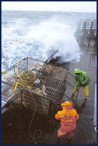 Pulling a pot in - A neat pic of them pulling a crab pot in