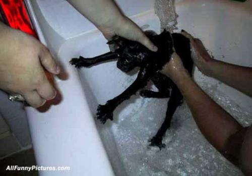 funny pic -  cleaning a cat