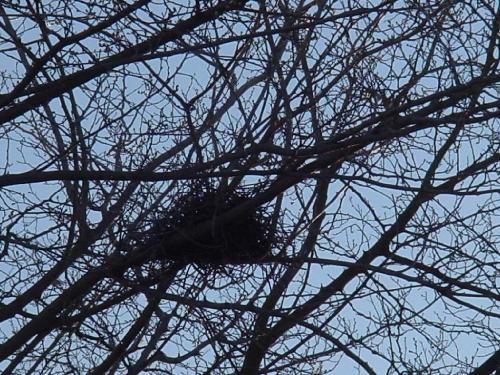 Empty Bird Nest - Where is this bird? Do you think they will return this season? I hope so, I have been hearing reports of sea birds and other birds just dropping out of the sky for no apparent reason.  What do you think is causing this to happen?