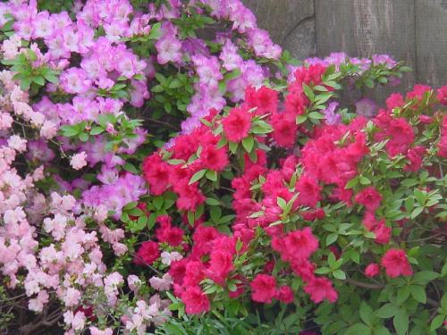 Azalias in my front yard - Don't you just love the colors and the beauty of these flowers? I love them even though they make me sneeze.
