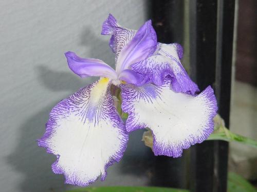 My Weeping Iris - What do you think? Is this the most beautiful Iris you have seen in a long time? My twins were tearing of the petals and I just let them. But, it looks like they regenerated.