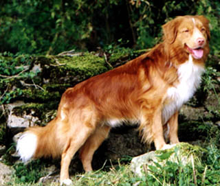 Nova Scotia Duck Tolling Retriever - A very striking male with the typical 'chrome' markings.