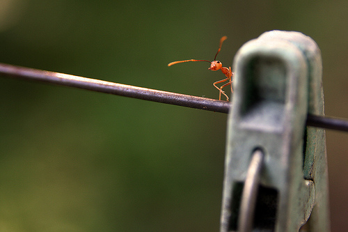 the ant - the ant is a photo i got from a blog, its so cute
