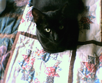 My kitty - This is my kitty her name is Da Brat
