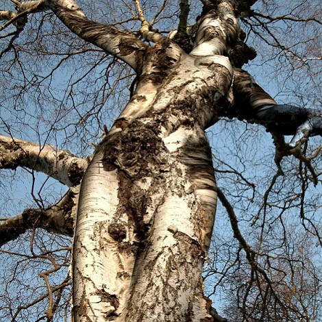 Weird Tree - This is just too cool for school: a tree that appears to be a human body.