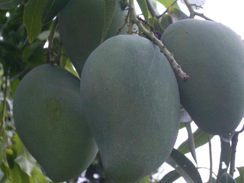 mangoes - mangoes when raw is sour and green. best dipped in spicy sauteed shrimp paste.  ripe mangoes can be super sweet and golden yellow. best turned into fruitshake, ice cream, mango float etc.