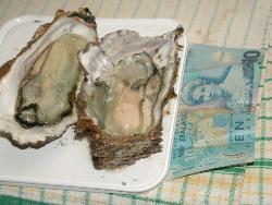 Oysters - A large size oyster