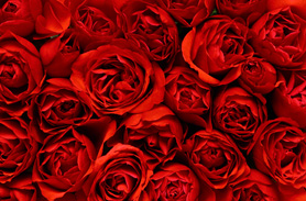 Roses - Picture of a bed of Red Roses.