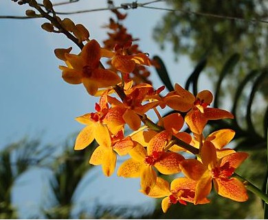 Orchids - Beautiful orchids.