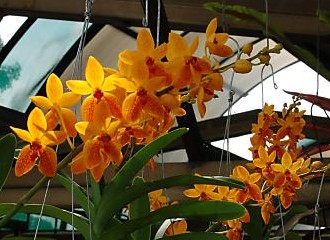 Orchids - Beautiful orchids.