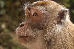 Ape - Ape or oranggutan?