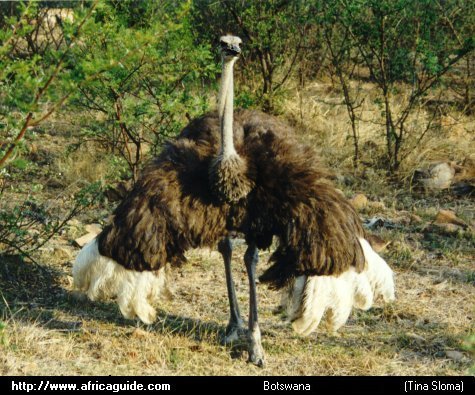 Any Land Bird will fear the ostrich - The largest known Land Bird Any Land Bird will fear the ostrich - The largest known Land Bird