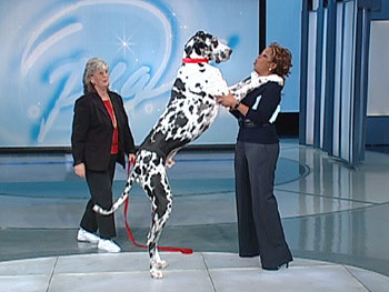 Oprah and the Big Guy - Gibson World's Largest Dog