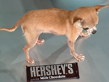 World's Smallest Dog - Chihuahua