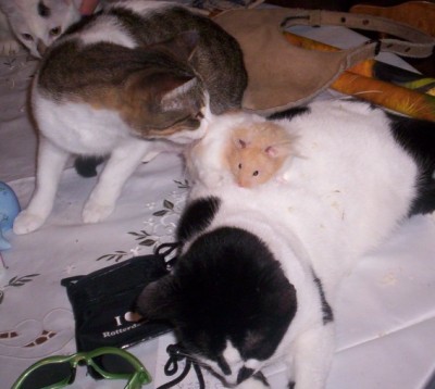 My strange family - Here is an image of one of our hamsters crawling over the one cat while others looked on.