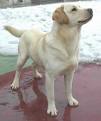 mydog - This is my dog when he was younger.