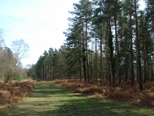 forestry and ayurveda and humanlife - forest
